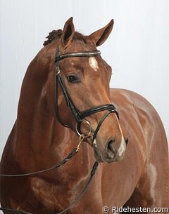 Believe Me at the 2012 Danish Warmblood Stallion Licensing :: Photo © Ridehesten.com