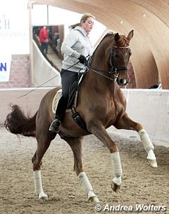 Ellen Schulten-Baumer on her rising Grand Prix horse Don Frederik, a 10-year old Hanoverian gelding on Don Frederico x Furioso II