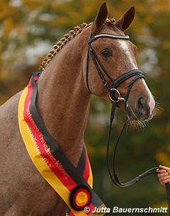 Donauruf, champion of the 2012 Trakehner Stallion Licensing :: Photo © Jutta Bauernschmitt