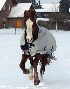Glenstern, Oded Shimoni's WEG 2002 mount, will be celebrating his 25th birthday on 15 March. He is now enjoying his retirement in Germany frolicking around in the snow