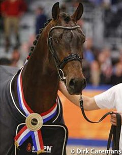 Fierce S, champion of the 2013 KWPN Stallion Licensing :: Photo © Dirk Caremans