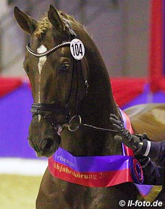 Best of Gold (by Belissimo M x Diamond Hit), champion of the 2013 Oldenburg Spring Saddle Licensing :: Photo © LL-foto.de