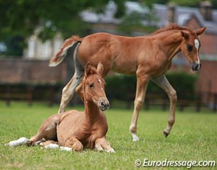 A napping MSJ Enchanted (by Escolar) draws the attention of MSJ Kudos, a stunning Negro colt