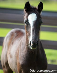 A Totilas foal which was born at Mount St. John for a client
