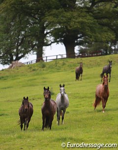 The two-year old fillies in the field