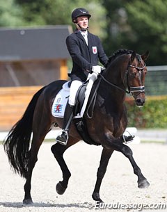 Nicolas Wagner on Rock on Top (by Rock Forever x Ferragamo). The stallion did not always have a happy expression but the trot had a nice side silhouette and the walk had good overtrack