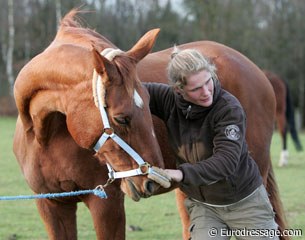 Sarah Vermeerbergen, equine physiotherapist, at work