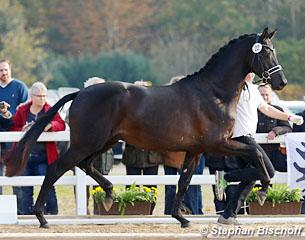 Kaiser Milton at the 2017 Trakehner Stallion Licensing :: Photo © Stephan Bischoff