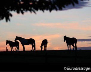 Horses in the sunset :: Photo © Astrid Appels