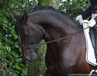 Bitless bridle :: Photo © Astrid Appels