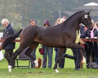 Fassianos at the 2017 Hanoverian Stallion Licensing :: Photo © LL-foto