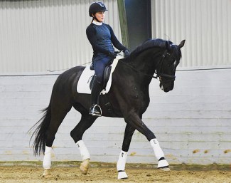 Soulmate (by Sir Donnerhall x Cordoba)