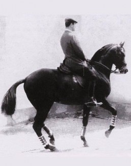 Nuno Oliveira schools the ex- racehorse Talar, who became one of his passions, in a study of piaffe in the little street in front of his old riding school.