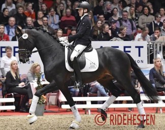 Anders Hoeck and Hesselhojs Gnags at the 2018 DWB Spring Auction :: Photo © Ridehesten