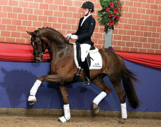 Baron (by Benicio x Sir Donnerhall I x Friedensfurst)