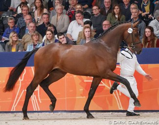 Kissinger (by Arlando x Special D) at the 2018 KWPN Stallion Licensing :: Photo © Dirk Caremans