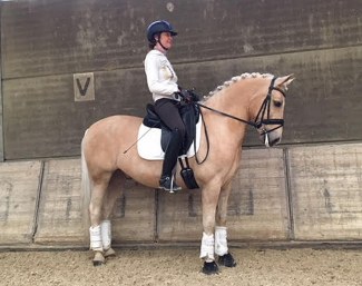 FEI Dressage Pony Mike
