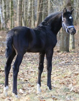 Une Petite Pearl (by Dream Boy x Gribaldi)
