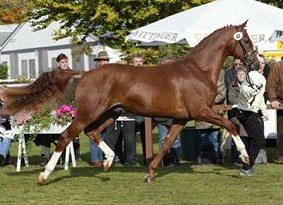 Royal Blend at the 2003 Hanoverian Stallion Licensing :: Photo © Tammo Ernst
