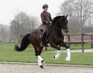 Robin van Lierop on RS2 Dressage's Zum Gluck :: Photo © private