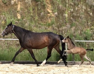Colt by Sir Donnerhall out of small tour mare by Carracci x Rio Negro