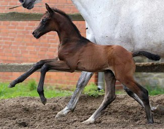 Bel Rubi (by Belissimo M x Rubinstein)