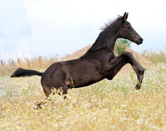 Goerklintgaards Million (by Millennium x Sunny-Boy x Ferro)