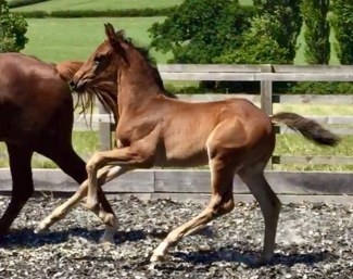Colt by U-Genius x Mont du Canal AA
