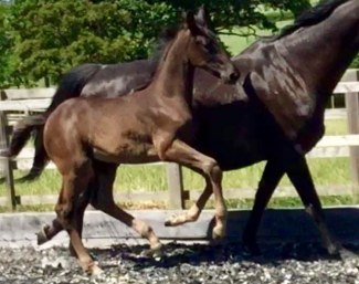 Filly by U-Genius x Pik Noir