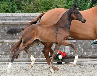 Ellegaardens Fabergé (by Franklin x Michellino), one of many stunning dressage foals in the 2018 Danish Warmblood Elite Foal Auction Collection