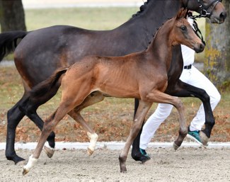 Embryotransfer foal Netstutteriets Fazza (by Franklin x Zack) :: Photo © Ridehesten