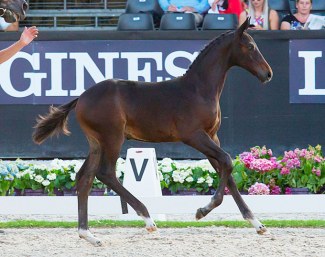 Nr One SB, price highlight of the 2018 Excellent Dressage Sales foal edition :: Photo © Digishots