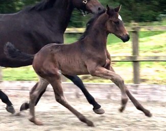 Waverley Fitzroy (by Foundation x Sandro Hit)