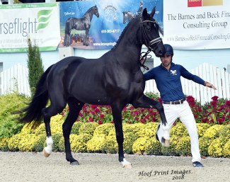 Summersby II (by Sezuan x Sandro Hit) wins the Young Horse Championship at the 2018 Devon Breed Show :: Photo © Hoof Print Images
