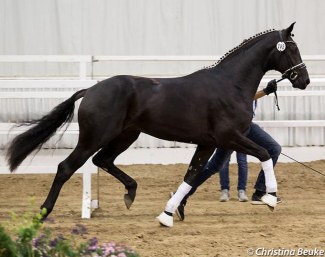A Bon Coeur x Florestan accepted at the Verden pre-selection for the 2018 Hanoverian Stallion Licensing :: Photo © Christina Beuke