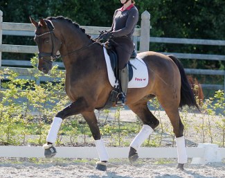 Aragon (by Apache x Don Romantic)