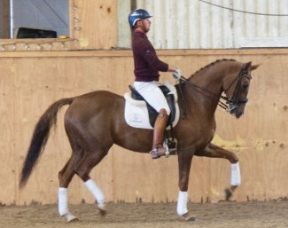 Donnatella H (by Status Quo x Clavecimbel)