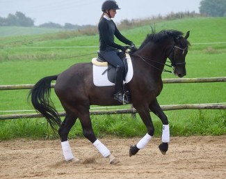 Soulmate (by Sir Donnerhall x Cordoba)