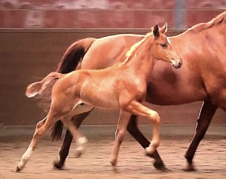 DMJ Vanguard (by Vitalis x Bon Bonaparte x Lauries Crusador xx)