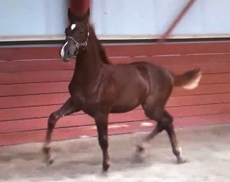 DMJ Dreamlife (by Don Schufro x Wolkentanz II)