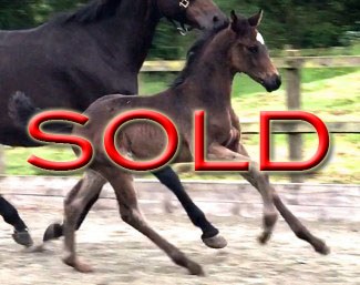 SOLD TO HOLLAND - Waverley Fitzroy (by Foundation x Sandro Hit)