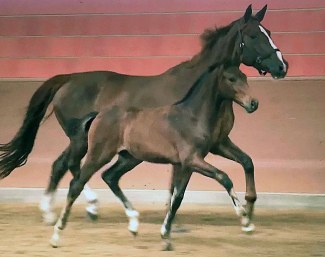 DMJ Fürstenberg (by Furstenball x Dannebrog)