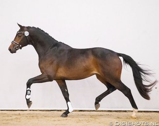 Kardam's Whisper at the 2017 KWPN Stallion Licensing Preselection :: Photo © Digishots