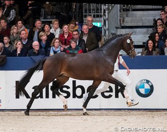 Kojack (by Arlando) at the 2018 KWPN Stallion Licensing :: Photo © Digishots
