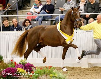 Dimaggio x Sir Donnerhall colt at the 2018 Hanoverian Stallion Licensing :: Photo © Petra Kerschbaum