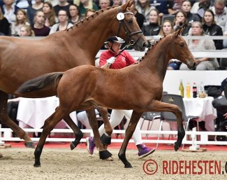 Worres Nina, top seller of the 2018 World Cup Herning Foal Auction :: Photo © Ridehesten
