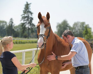 High health standards at the Verden Auctions :: Photo © Stefan Lafrentz