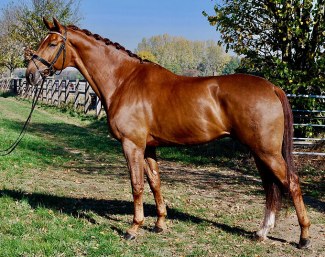 Gorgeous liver chestnut, internationally competed small tour horse