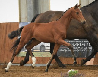 Viceroy Seagry (by Vitalis x For Romance)