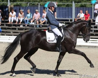 Rudolf Widmann and Rose of Bavaria at the 2016 Bundeschampionate :: Photo © LL-foto